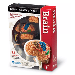 Learning Resources Learning Resources Anatomický model mozku