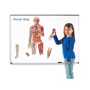 Learning Resources Learning Resources Oboustranné magnetické lidské tělo