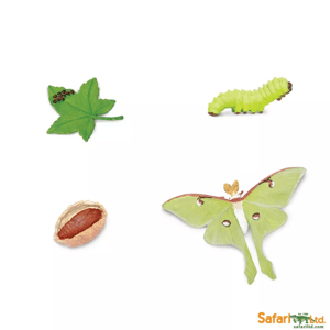 Safari Ltd. Safari Ltd. Životní cyklus - Můra